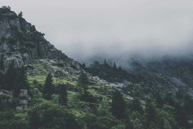 Green Leafed Trees During Fog Time 167684 768x512